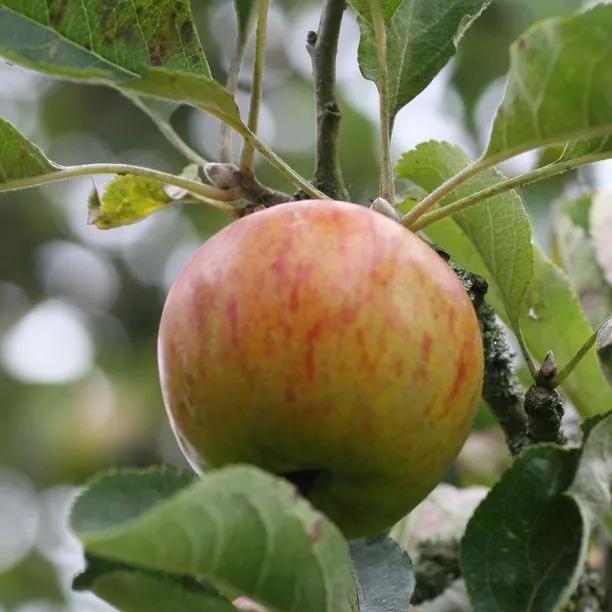 Ribston Pippin Apple (Malus domestica 'Ribston Pippin') 1